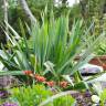 Fotografia 1 da espécie Yucca filamentosa do Jardim Botânico UTAD