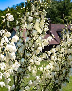 Fotografia 3 da espécie Yucca filamentosa no Jardim Botânico UTAD