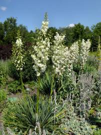 Fotografia da espécie Yucca filamentosa