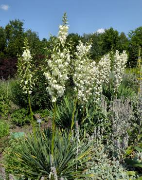 Fotografia 4 da espécie Yucca filamentosa no Jardim Botânico UTAD