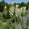 Fotografia 4 da espécie Yucca filamentosa do Jardim Botânico UTAD