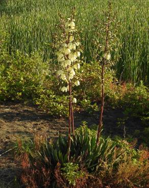 Fotografia 5 da espécie Yucca filamentosa no Jardim Botânico UTAD