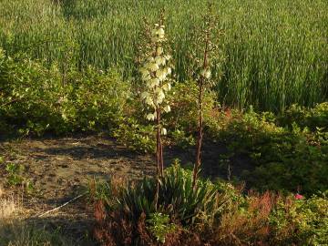 Fotografia da espécie Yucca filamentosa