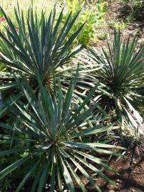 Fotografia da espécie Yucca filamentosa