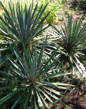 Fotografia 6 da espécie Yucca filamentosa no Jardim Botânico UTAD