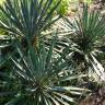 Fotografia 6 da espécie Yucca filamentosa do Jardim Botânico UTAD