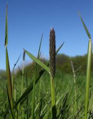 Alopecurus pratensis