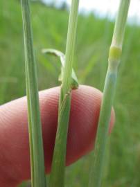 Fotografia da espécie Alopecurus pratensis