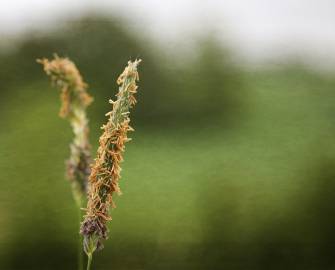 Fotografia da espécie Alopecurus pratensis