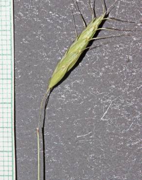 Fotografia 1 da espécie Bromus arvensis no Jardim Botânico UTAD