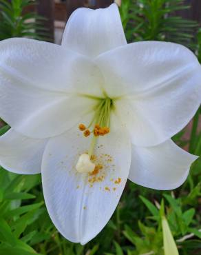 Fotografia 9 da espécie Lilium longiflorum no Jardim Botânico UTAD