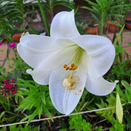 Fotografia da espécie Lilium longiflorum