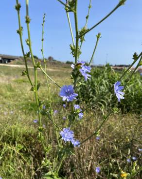 Fotografia 17 da espécie Cichorium intybus no Jardim Botânico UTAD