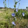 Fotografia 17 da espécie Cichorium intybus do Jardim Botânico UTAD