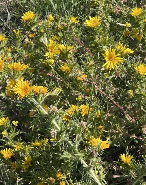 Fotografia 7 da espécie Carlina racemosa no Jardim Botânico UTAD