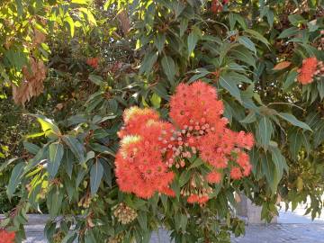 Fotografia da espécie Corymbia ficifolia