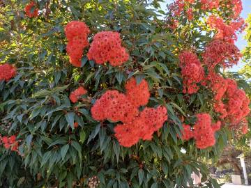 Fotografia da espécie Corymbia ficifolia