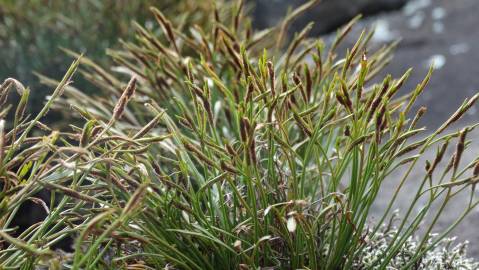 Fotografia da espécie Asplenium septentrionale