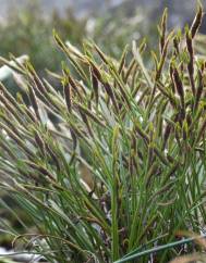 Asplenium septentrionale