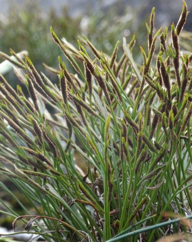 Fotografia de capa Asplenium septentrionale - do Jardim Botânico