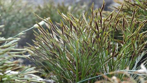 Fotografia da espécie Asplenium septentrionale