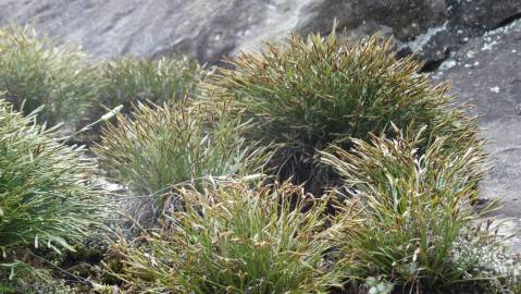 Fotografia da espécie Asplenium septentrionale