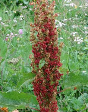 Fotografia 2 da espécie Rumex alpinus no Jardim Botânico UTAD