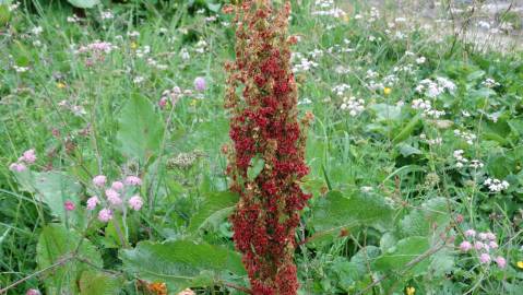 Fotografia da espécie Rumex alpinus