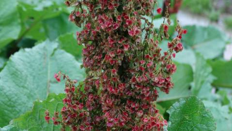 Fotografia da espécie Rumex alpinus