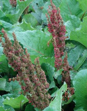 Fotografia 4 da espécie Rumex alpinus no Jardim Botânico UTAD