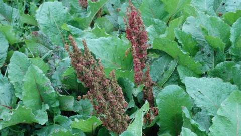 Fotografia da espécie Rumex alpinus