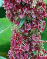 Fotografia da espécie Rumex alpinus