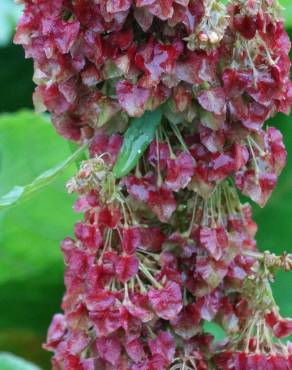 Fotografia 1 da espécie Rumex alpinus no Jardim Botânico UTAD