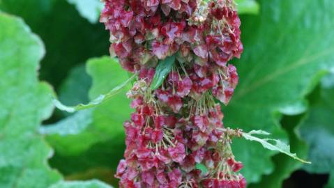 Fotografia da espécie Rumex alpinus