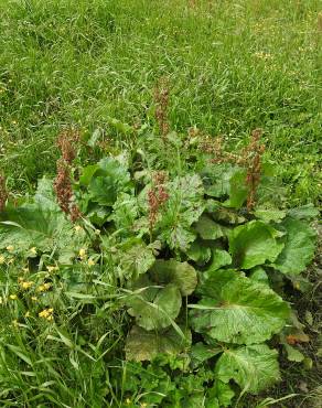 Fotografia 5 da espécie Rumex alpinus no Jardim Botânico UTAD