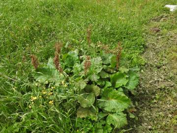 Fotografia da espécie Rumex alpinus