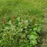 Fotografia 5 da espécie Rumex alpinus do Jardim Botânico UTAD