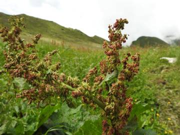 Fotografia da espécie Rumex alpinus