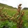 Fotografia 6 da espécie Rumex alpinus do Jardim Botânico UTAD