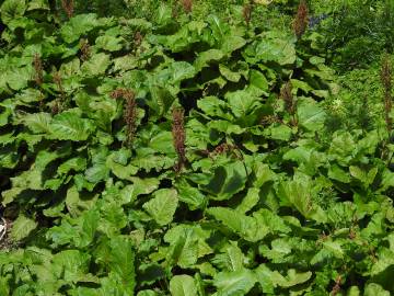 Fotografia da espécie Rumex alpinus