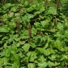 Fotografia 7 da espécie Rumex alpinus do Jardim Botânico UTAD