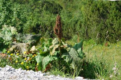 Fotografia da espécie Rumex alpinus