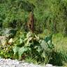 Fotografia 8 da espécie Rumex alpinus do Jardim Botânico UTAD