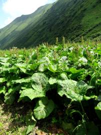 Fotografia da espécie Rumex alpinus