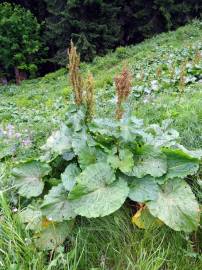 Fotografia da espécie Rumex alpinus