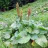 Fotografia 10 da espécie Rumex alpinus do Jardim Botânico UTAD