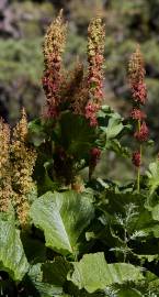 Fotografia da espécie Rumex alpinus