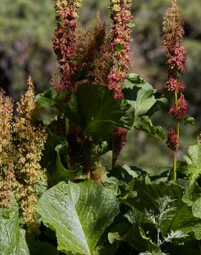 Fotografia 12 da espécie Rumex alpinus no Jardim Botânico UTAD