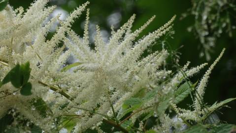 Fotografia da espécie Aruncus dioicus