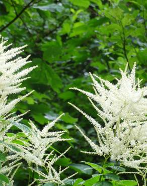 Fotografia 19 da espécie Aruncus dioicus no Jardim Botânico UTAD